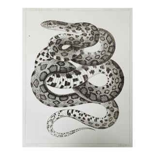 Mid 19th Century Us Pacifc Railroad Snake Lithograph Book Plate For Sale