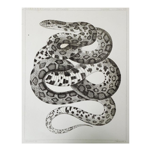 Mid 19th Century Us Pacifc Railroad Snake Lithograph Book Plate For Sale