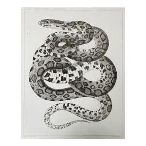 Mid 19th Century Us Pacifc Railroad Snake Lithograph Book Plate