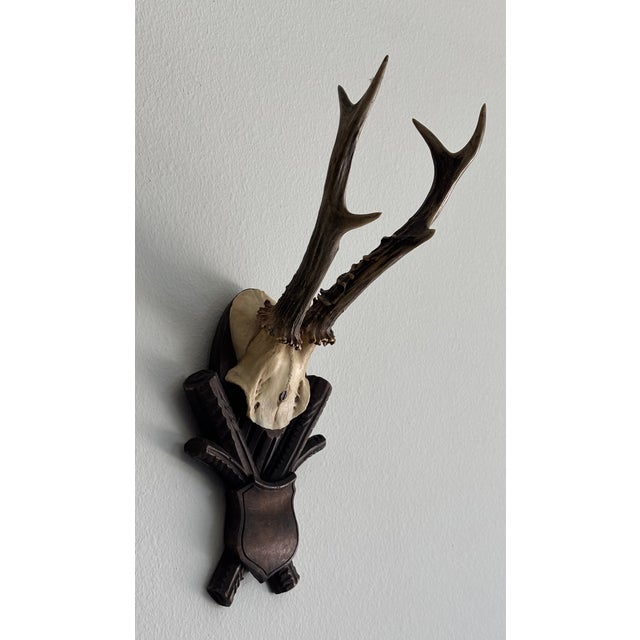 Collection of Antique Black Forest Roe Deer Trophy Antler Mounts - Set of 3 For Sale - Image 16 of 17
