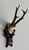 Collection of Antique Black Forest Roe Deer Trophy Antler Mounts - Set of 3 For Sale - Image 16 of 17