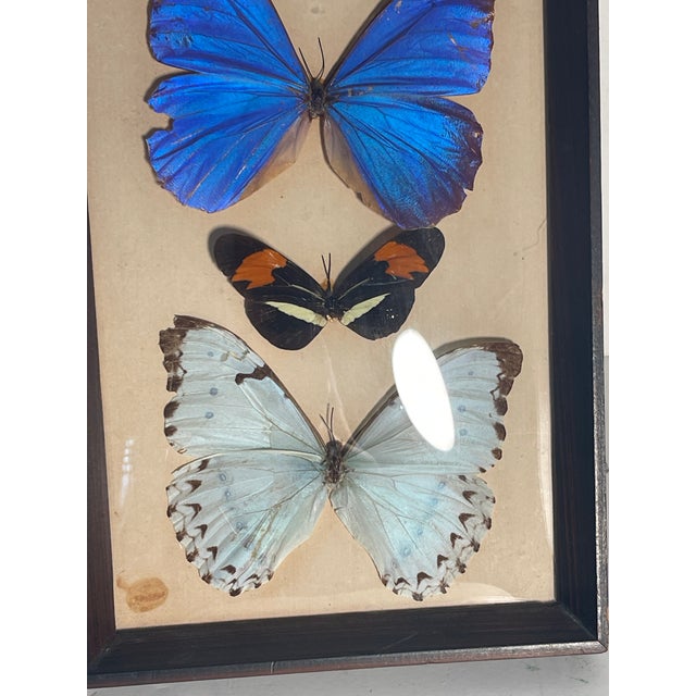 Contemporary Vintage Framed Butterfly Specimens For Sale - Image 3 of 4
