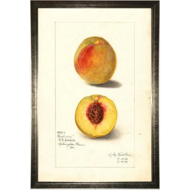 Illustration Peach Study in Pewter Shadowbox 13x19 For Sale - Image 3 of 3