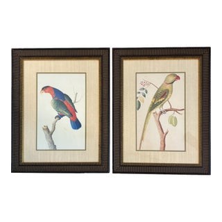 Vintage Red Lory & Green Pieter Parrot Art Prints in Matching Frames – A Pair For Sale