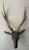 19th Century Antique 19th Century Folk Art Carved Wood Black Forest Baroque Deer Head & Antlers Wall Trophy For Sale - Image 5 of 12