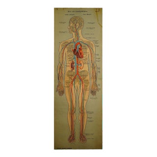 Human Lymphatic and Blood Vessels Anatomical Wall Chart For Sale