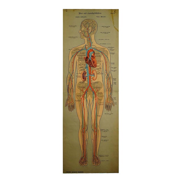 Human Lymphatic and Blood Vessels Anatomical Wall Chart For Sale