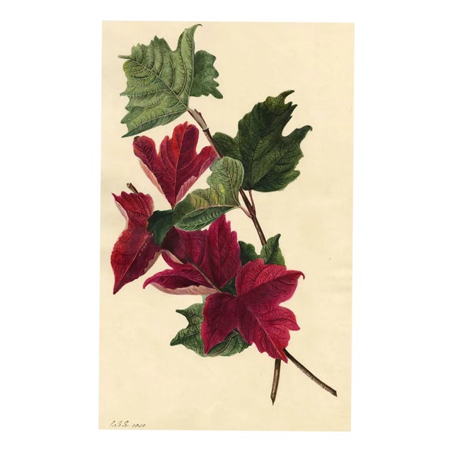 E.B.R., Red Maple Leaf Study, 1830, Watercolour For Sale
