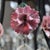 Mid-Century Modern Vintage Crystal, Glass & Ebonized Iron 5-Light Chandelier With Porcelain Flowers For Sale - Image 3 of 11