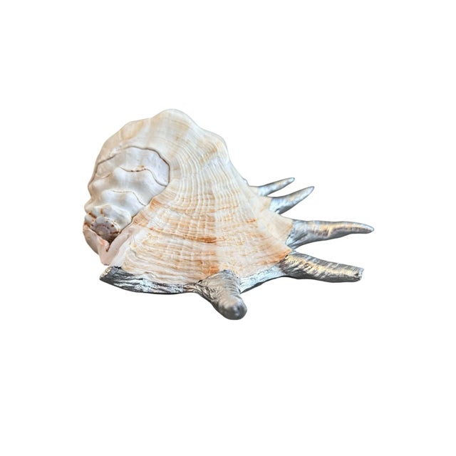 Shell Monumental 13” Natural Shell, Silver Leaf Lambis Spider Conch Sculpture, Organic Coastal Objet D’Art For Sale - Image 7 of 8