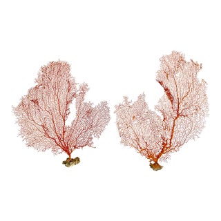 Pair of Natural Red Sea Fans For Sale