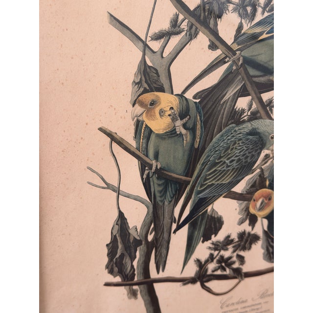 Rustic Framed Audubon Carolina Parrot Reproduction in Antique Painted Frame For Sale - Image 3 of 12