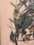 Rustic Framed Audubon Carolina Parrot Reproduction in Antique Painted Frame For Sale - Image 3 of 12