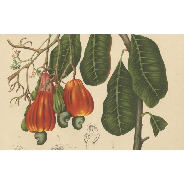 Hoola van Nooten, Cashew Tree Botanical, 1880, Chromolithograph For Sale - Image 6 of 9