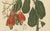 Hoola van Nooten, Cashew Tree Botanical, 1880, Chromolithograph For Sale - Image 6 of 9