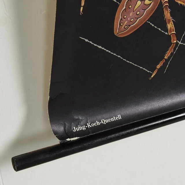 Educational Spider Wall Chart by Jung, Koch, & Quentell for Hagemann, 1960s For Sale - Image 4 of 7