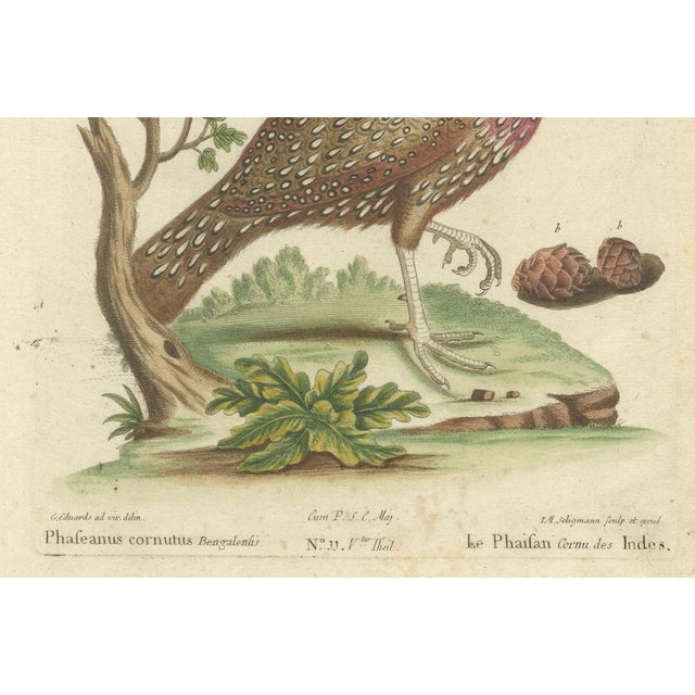Johann Seligmann, Horned Indian Pheasant, 1770, Hand-Colored Engraving For Sale - Image 3 of 8