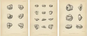 Marsh, Paleontology Illustrations of a Dinoceras Mirabile, 1886, Prints, Set of 3