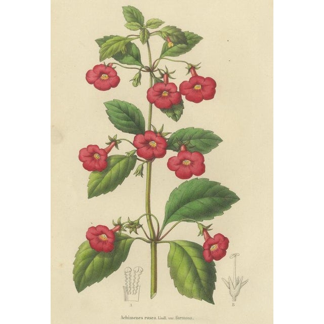 Charles Morren, Red Achimenes Flower Botanical, 1845, Lithograph For Sale - Image 3 of 9