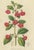 Charles Morren, Red Achimenes Flower Botanical, 1845, Lithograph For Sale - Image 3 of 9
