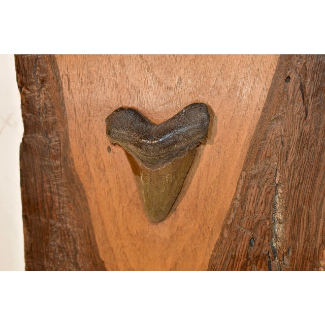 Brown Megladon Teeth Mounted on Pecky Cypress Board For Sale - Image 8 of 8