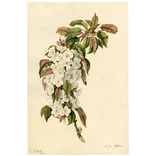 An original 1832 watercolour painting, E.B.R., Cherry Blossom Branch.A superb large botanical watercolour dating from...