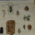 Old Vintage Beetles Insects Overview Wall Chart Poster For Sale - Image 3 of 5