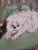 Late 20th Century Original Lady & Dog Portrait Painting Bridgerton Style Signed For Sale - Image 5 of 10