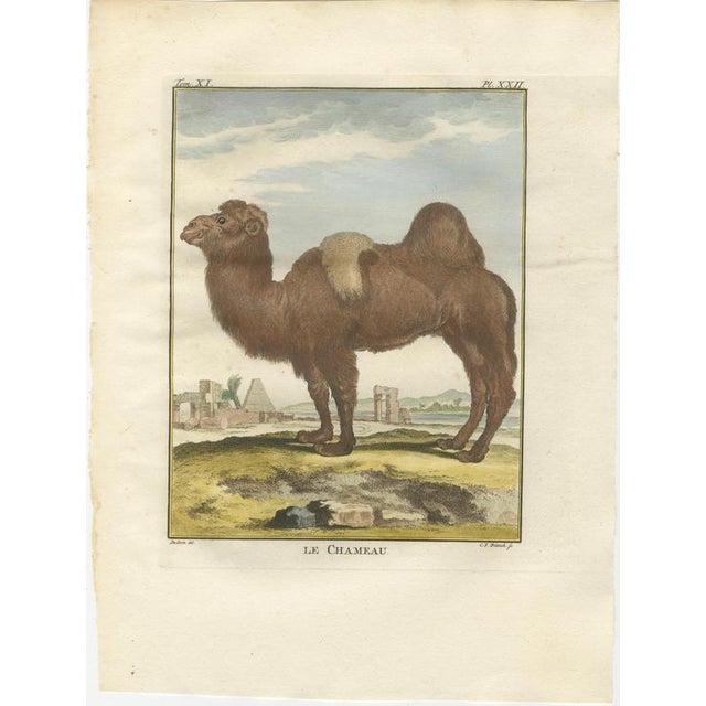 Black After Jacques de Sève, Bactrian Camel, 1769, Hand-Coloured Engraving For Sale - Image 8 of 9