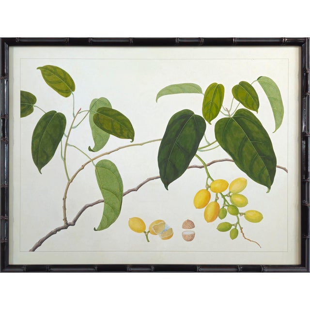 Wood Golden Tropic Botanicals – Set of 8 Giclée Prints in Bamboo Moulding For Sale - Image 7 of 18