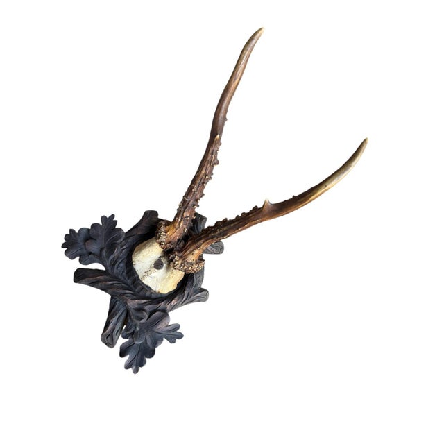 Roe Deer Trophy 162 Black Forest Antlers Mount For Sale - Image 4 of 5
