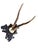 Roe Deer Trophy 162 Black Forest Antlers Mount For Sale - Image 4 of 5