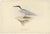 Early 19th Century Gould, Roseate Tern, 1832, Paper For Sale - Image 5 of 5