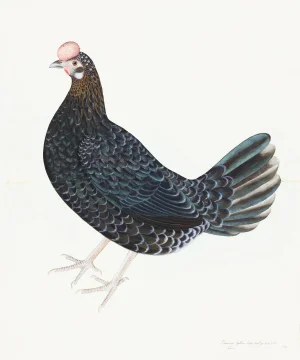 Swedish Original Farm Hen Plate 29 by Olof Rudbeck (Cfa-Wd)