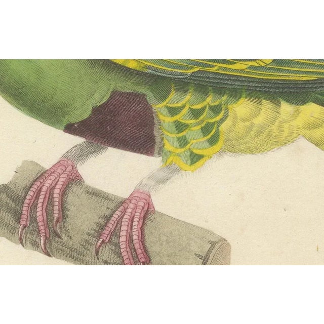 Prêtre, Ornithological Illustration of the Male Dwarf Pigeon (Colombe Naine), 1838, Print For Sale - Image 3 of 6