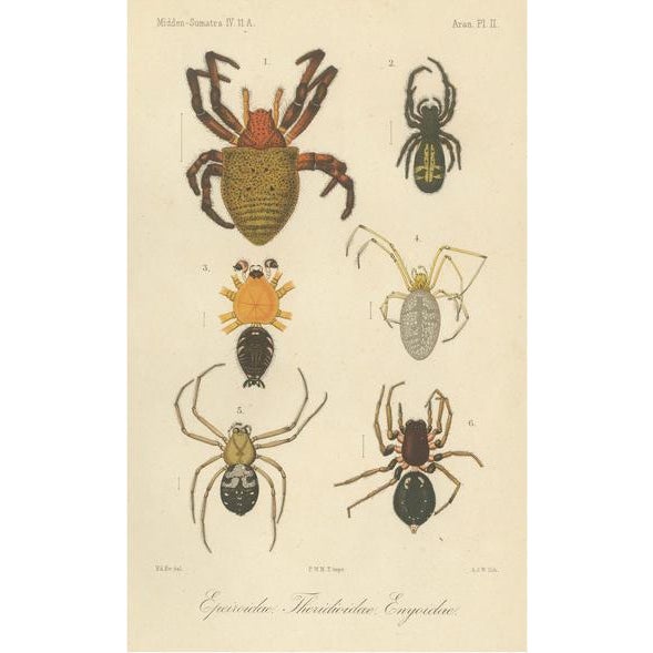 Sumatran Spiders Orb Weavers & Jumping Spiders, 1887, Paper For Sale - Image 10 of 10