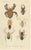 Sumatran Spiders Orb Weavers & Jumping Spiders, 1887, Paper For Sale - Image 10 of 10
