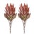 Contemporary Orange Protea Flower Stem (Set of 2) For Sale - Image 3 of 3