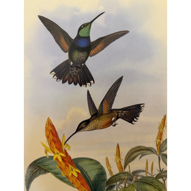 Traditional 1990s Framed Print, Blue Breast or Sternoclyta Cyaneipectus (Plate 58 Hill House Edition) Reproduction Print After John Gould For Sale - Image 3 of 9