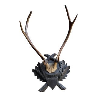 Large Trophy Black Forest Mount Antler Rack #1 For Sale