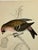 Antique Hand Tinted Bird Print From England Featuring a Red, Brown & Black Redpole - Circa 1880 For Sale - Image 9 of 12