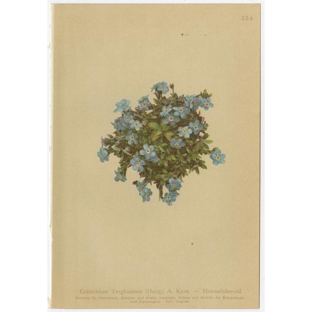 Alpine Flora Botanical Illustrations, 1897, Set of 8 For Sale - Image 3 of 11
