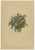Alpine Flora Botanical Illustrations, 1897, Set of 8 For Sale - Image 3 of 11