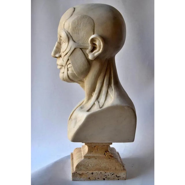 Anatomical Sculpture, Early 20th Century, Marble For Sale - Image 5 of 11