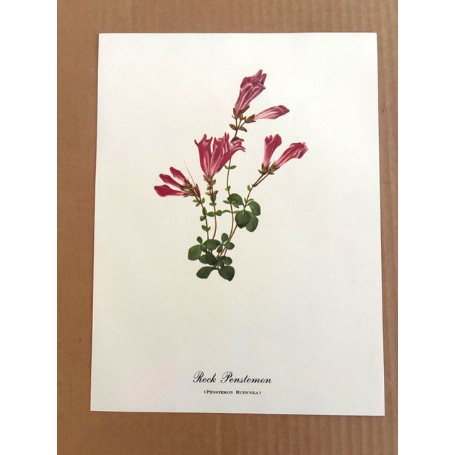 Up for sale is this charming print from an original painting by noted artist Mary Vaux Walcott (1860-1940), matted in an...