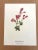 Up for sale is this charming print from an original painting by noted artist Mary Vaux Walcott (1860-1940), matted in an...