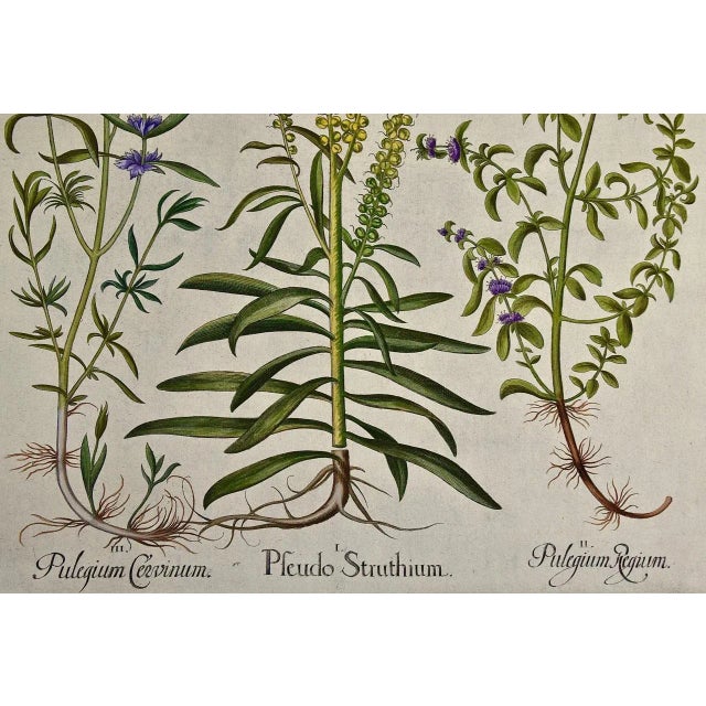 Realism Flowering Peppermint Plants: A 17th C. Besler Hand-Colored Botanical Engraving, 1640 For Sale - Image 3 of 7