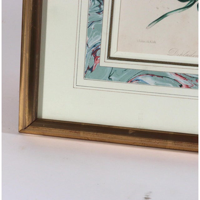 Antique Botanical Prints by Sir Joseph Paxton From the Magazine of Botany For Sale - Image 15 of 16