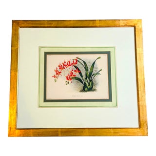 Pieter De Pannemaeker Antique 1890 Botanical Lithograph of Cochlioda Miniata Orchid For Sale