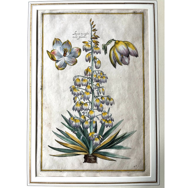 Daniel Rabel Botanical Engravings From Theatrum Florae Printed 1622 Paris, a Pair For Sale - Image 4 of 8